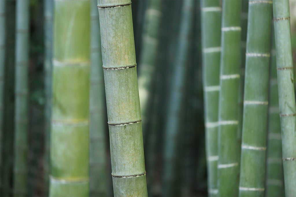 What makes Bamboo Green?